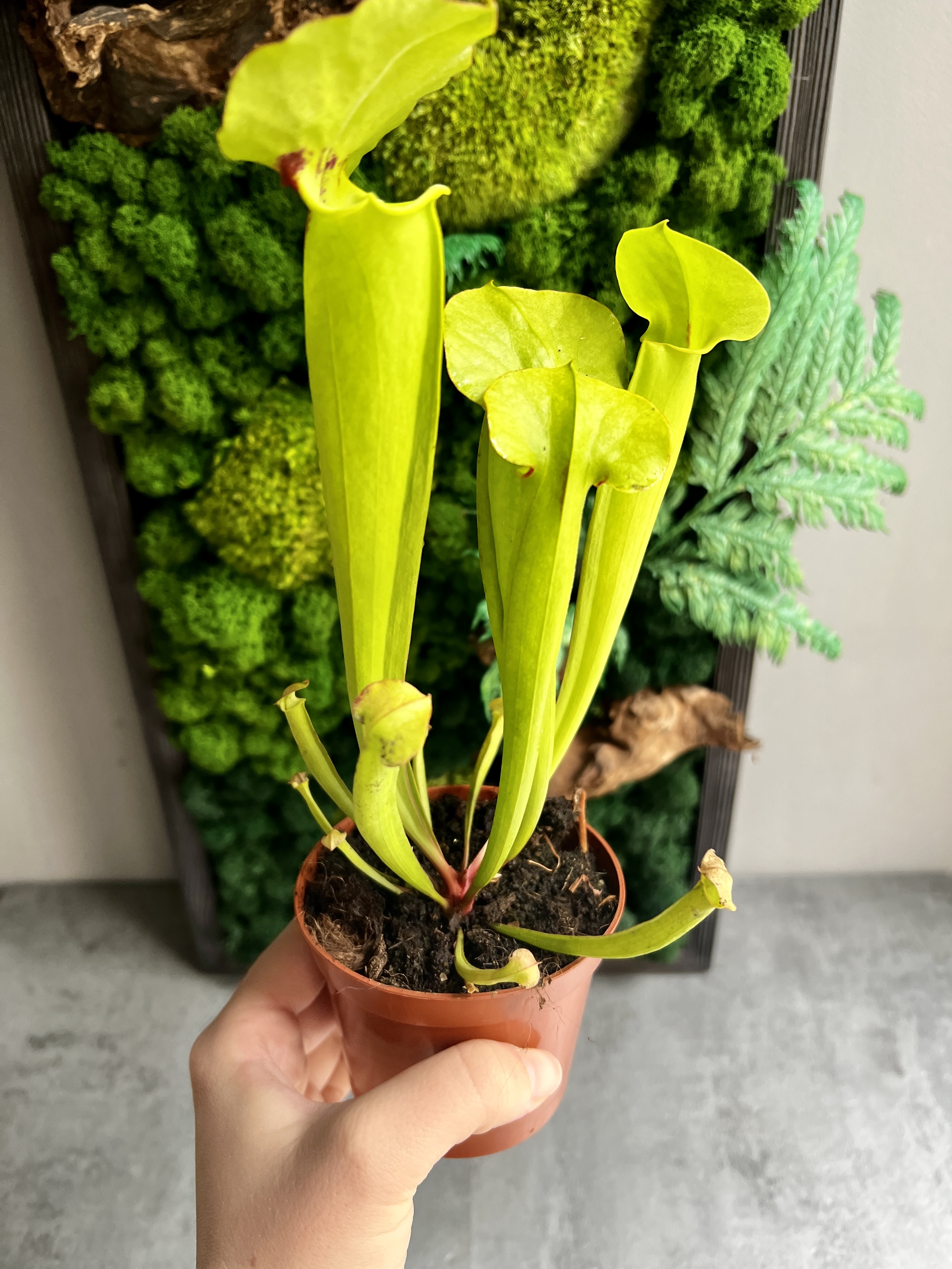 Саррацения Флава Гигантея (Sarracenia Flava Gigantea) D9см