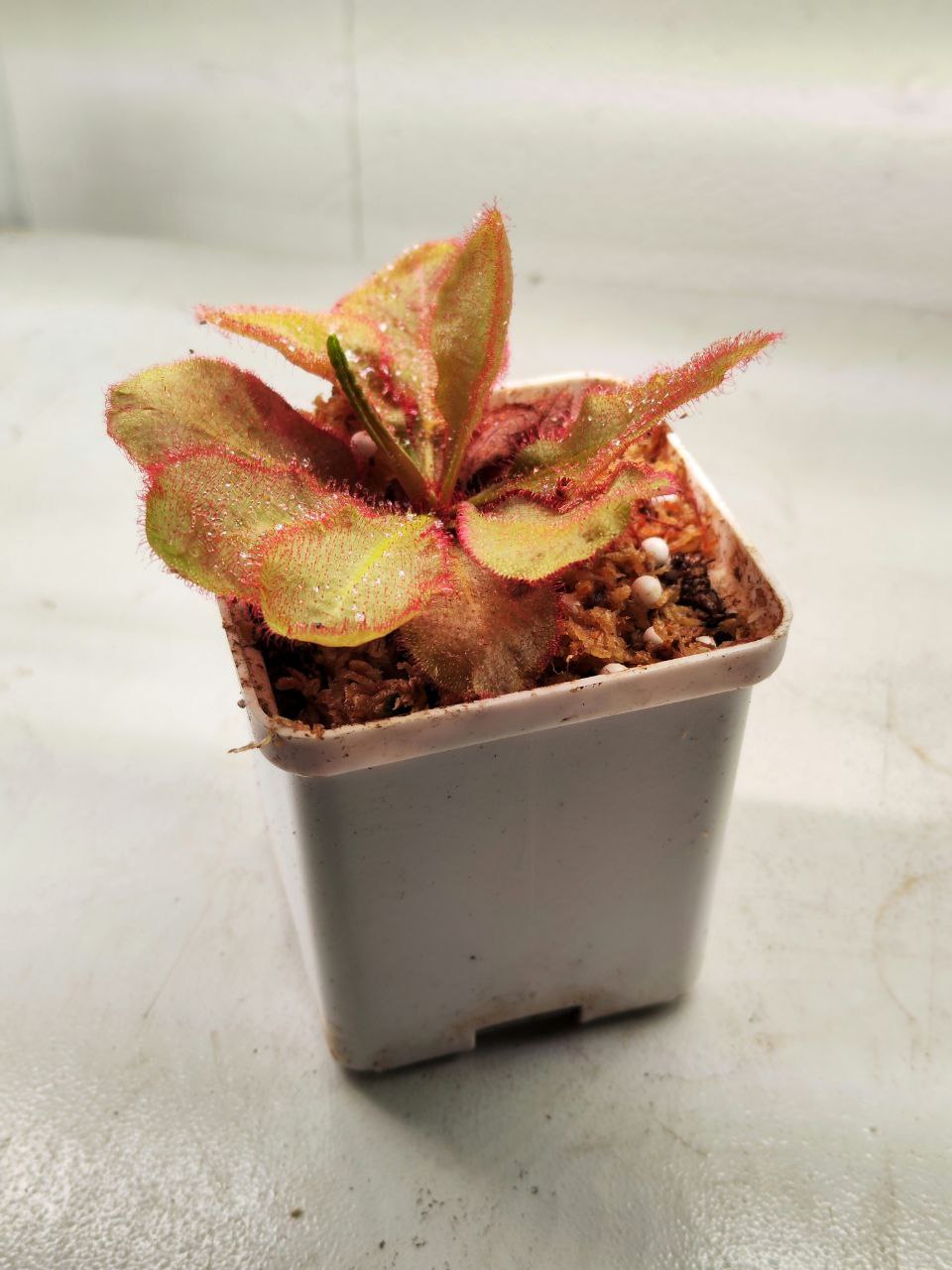 Росянка Андромеда (Drosera Andromeda) D9см