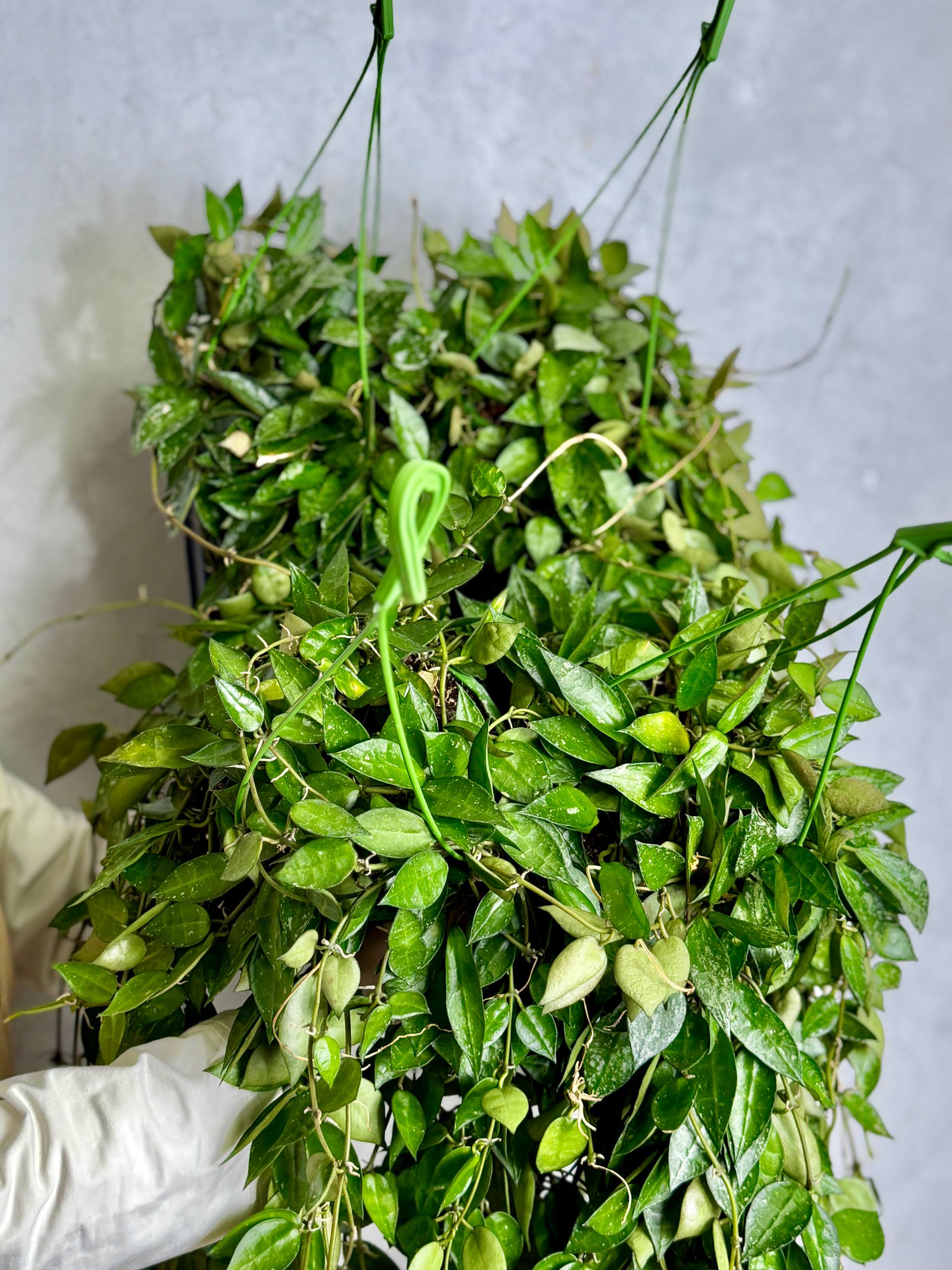 Хойя Паразитика Блэк Маржин (Hoya Parasitica Black Margin) D14см