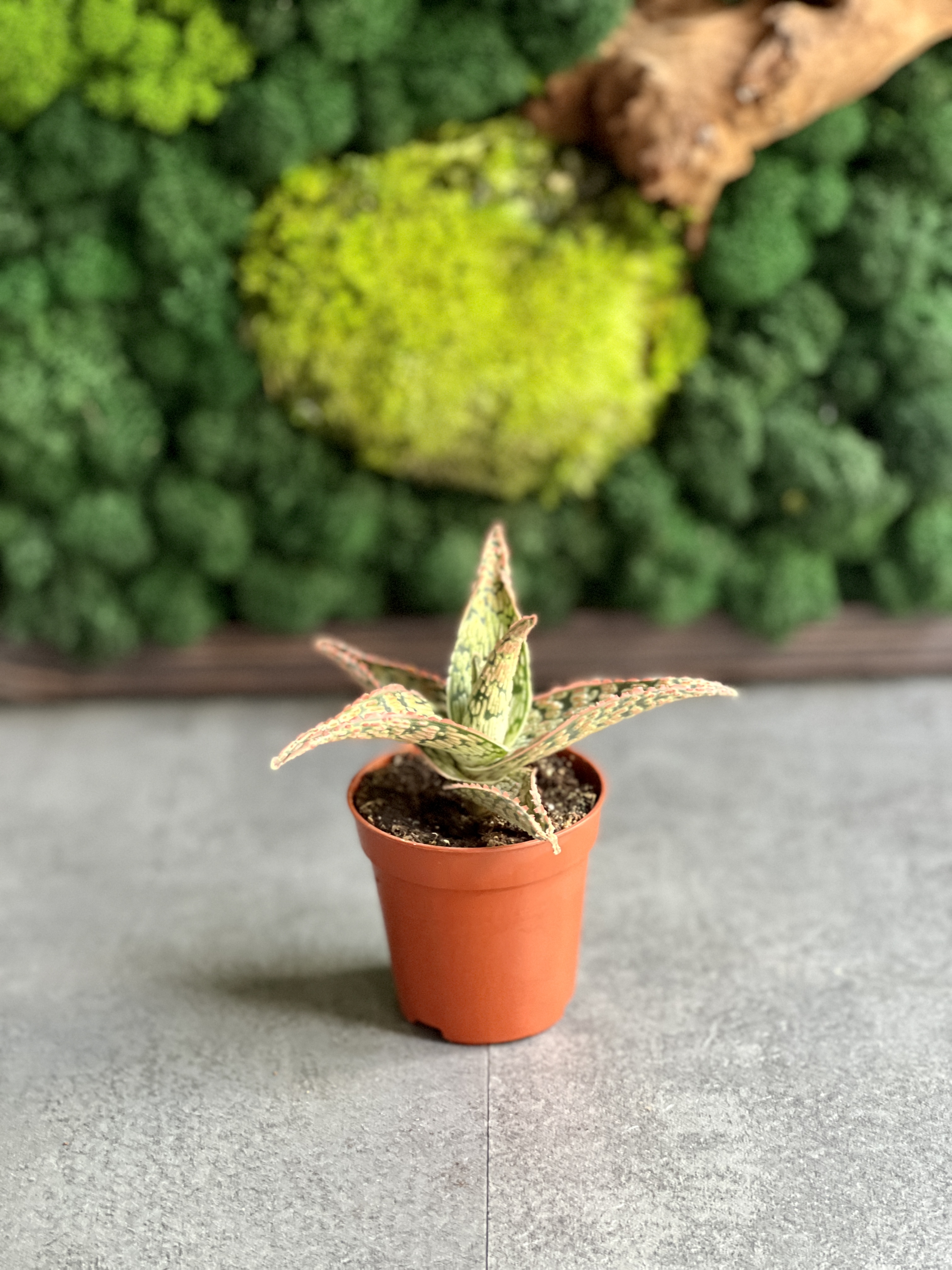 Алоэ Карола (Aloe Cristmas Carol) D5см
