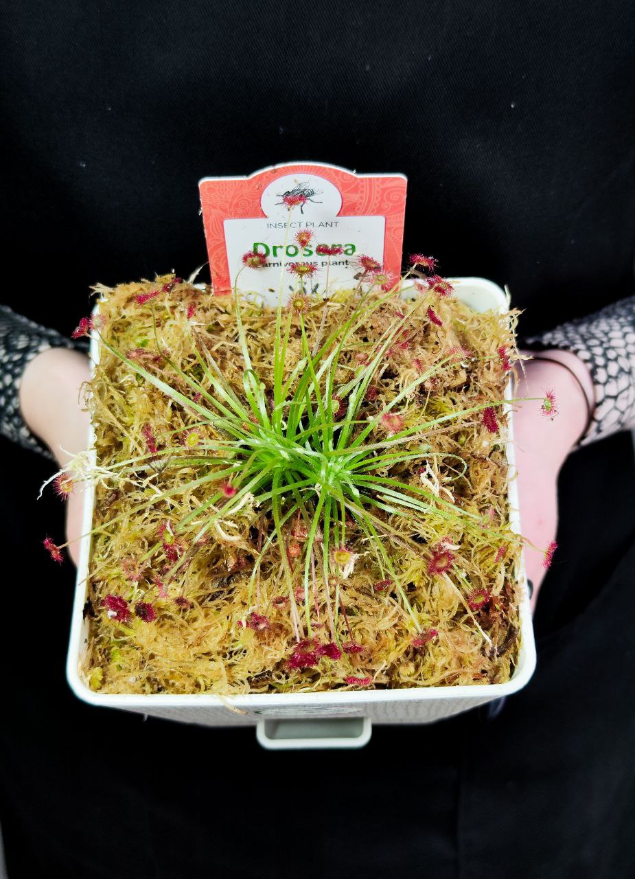 Росянка Парадокса (Drosera Paradoxa) пересаженная D12см
