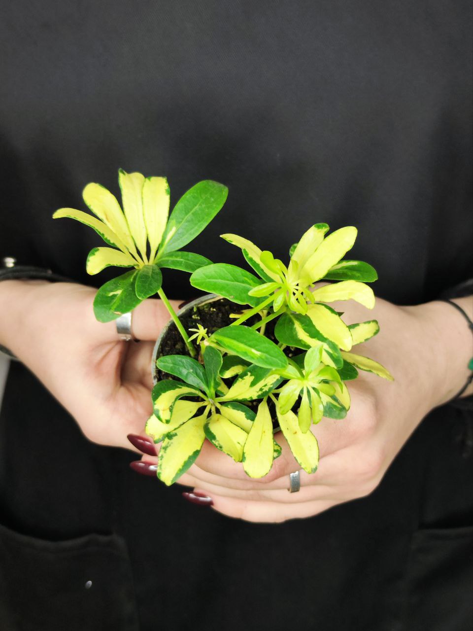 Шеффлера Мадам де Смет (Schefflera Madame De Smet) D6см