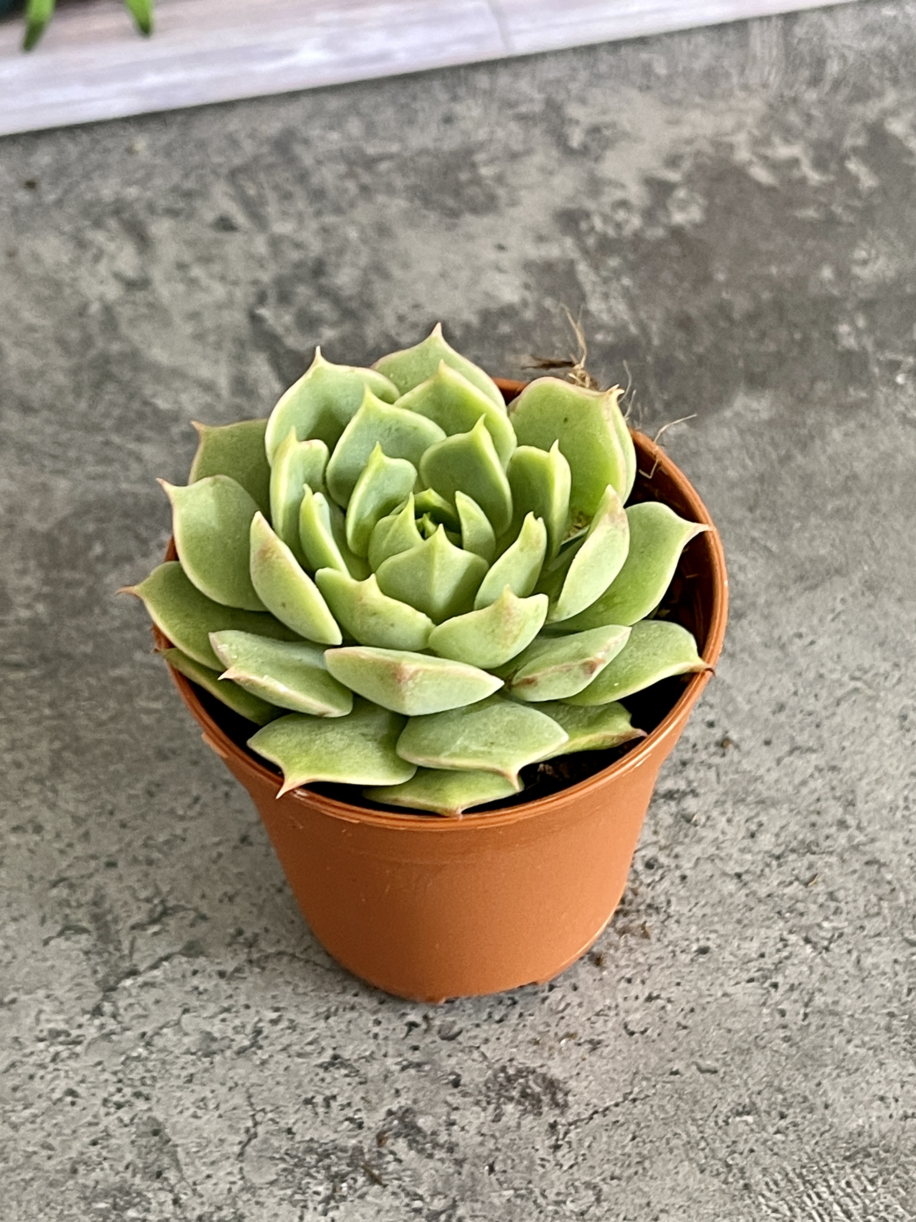 Эхеверия Рамилетте (Echeveria Ramilette) D5см