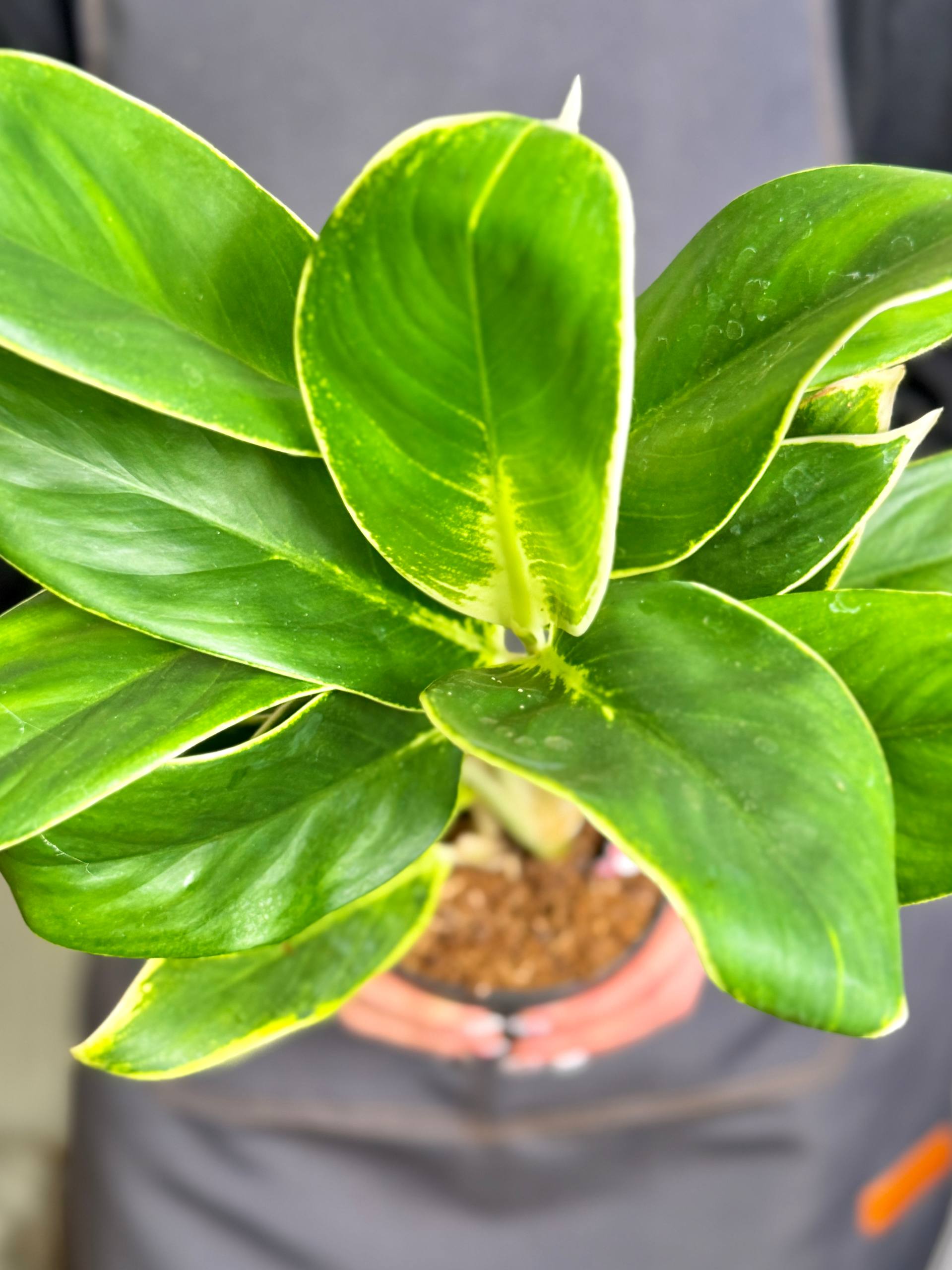 Аглаонема Вайт Лайм (Aglaonema White Lime) D12см