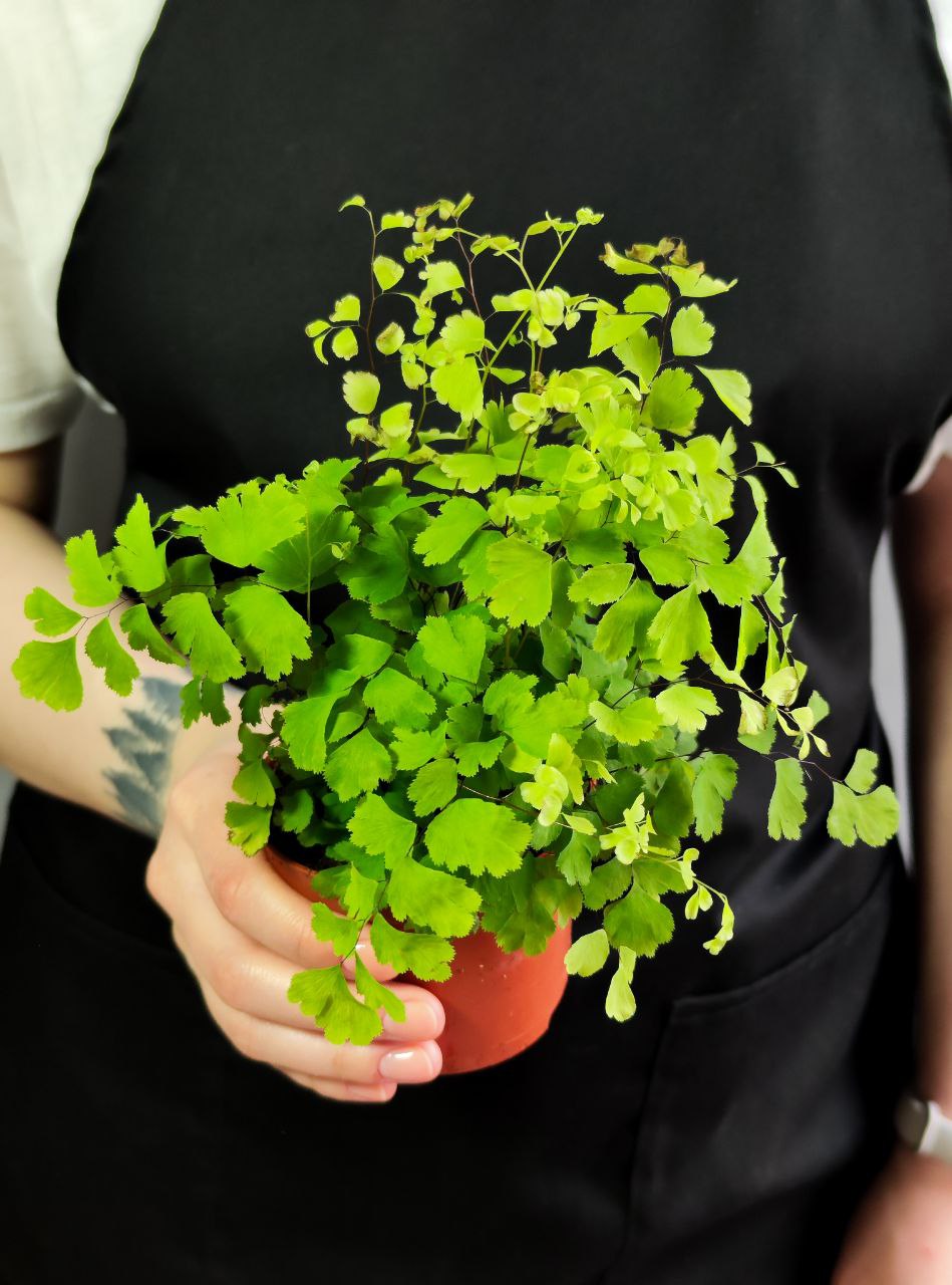 Адиантум Фрагранс, или Курчавый Папоротник (Adiantum Fragrans) D8,5см