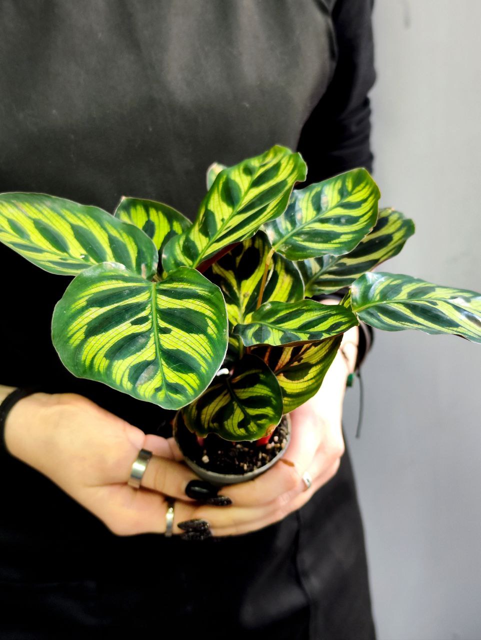 Калатея Макояна (Calathea Makoyana) D7см