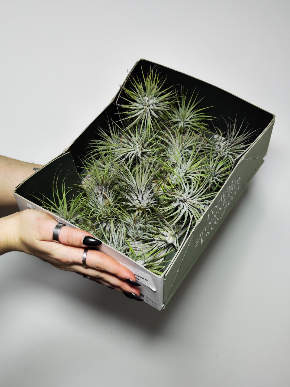 Тилландсия Ионанта Вайт (Tillandsia Ionantha White)