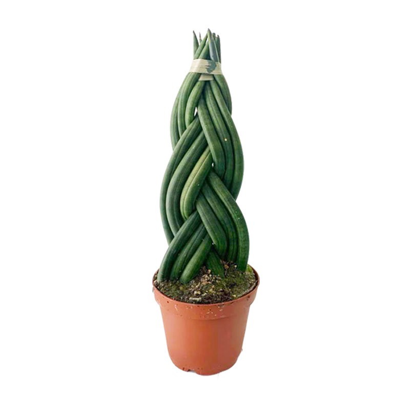 Сансевиерия цилиндрическая коса (Sansevieria cylindrica braid) D9см