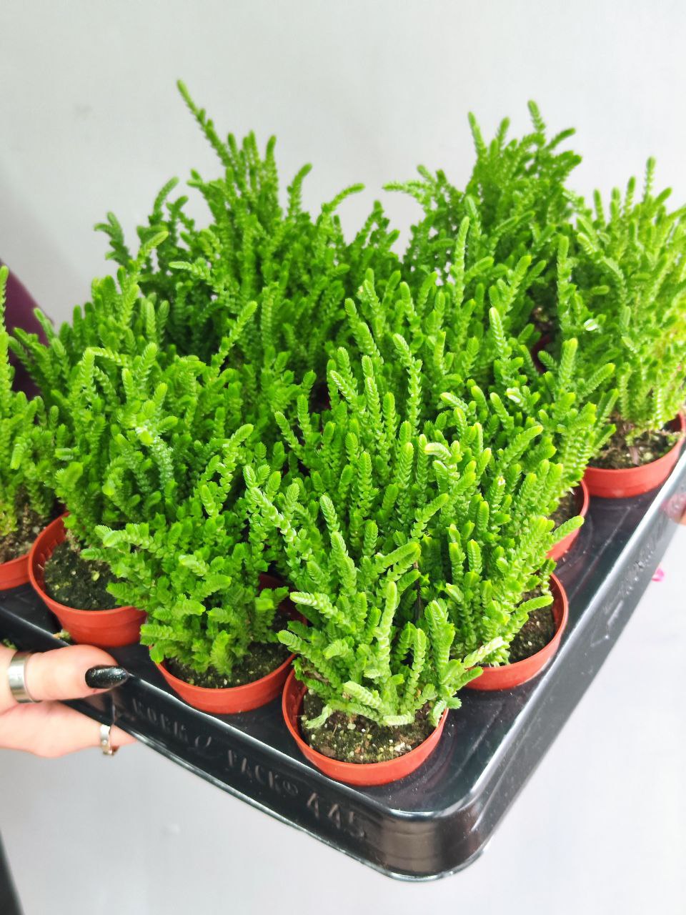 Крассула Плауновидная (Crassula lycopodioides) D5см