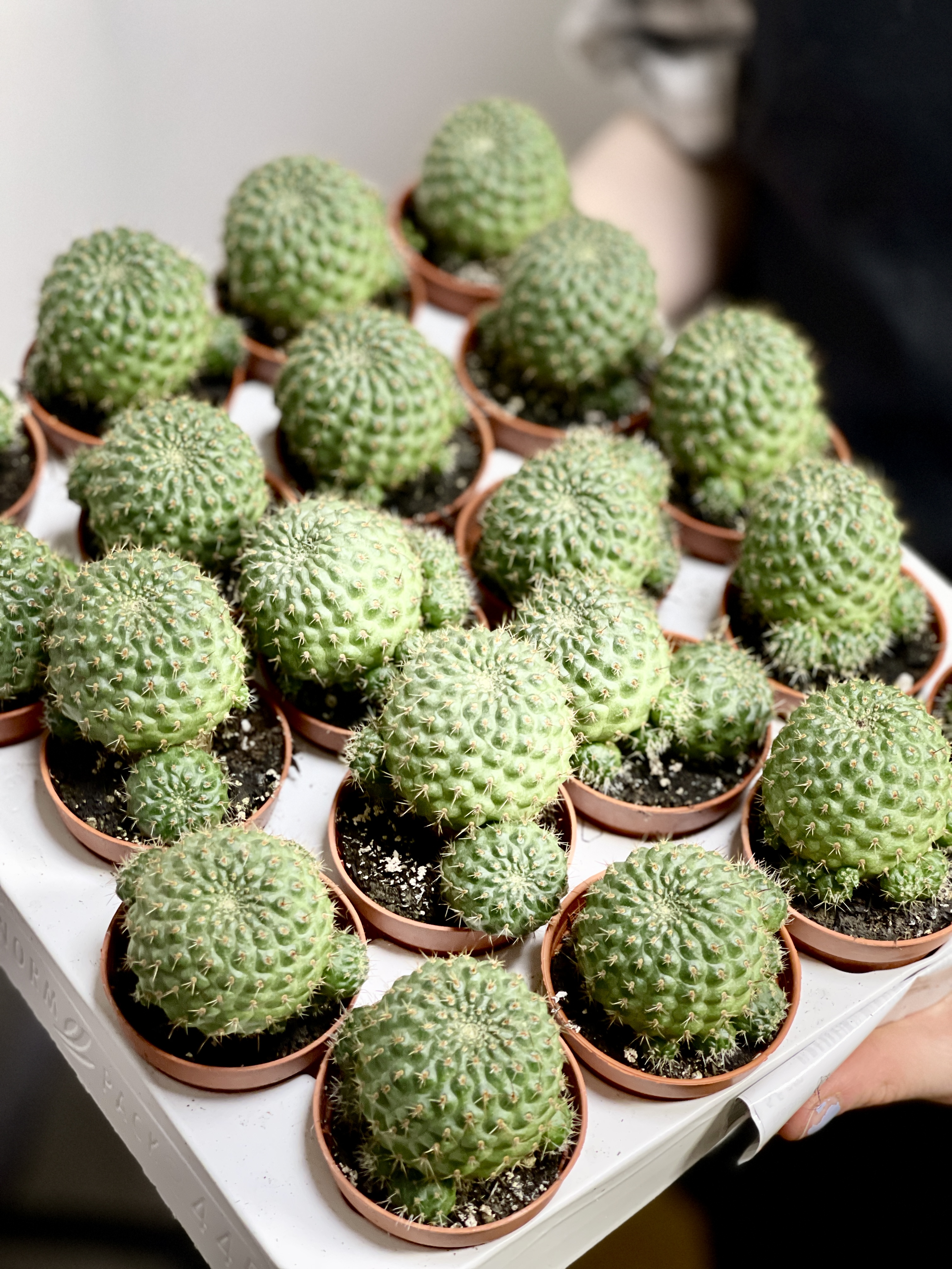 Ребуция Нитида (Rebutia Nitida) D5см