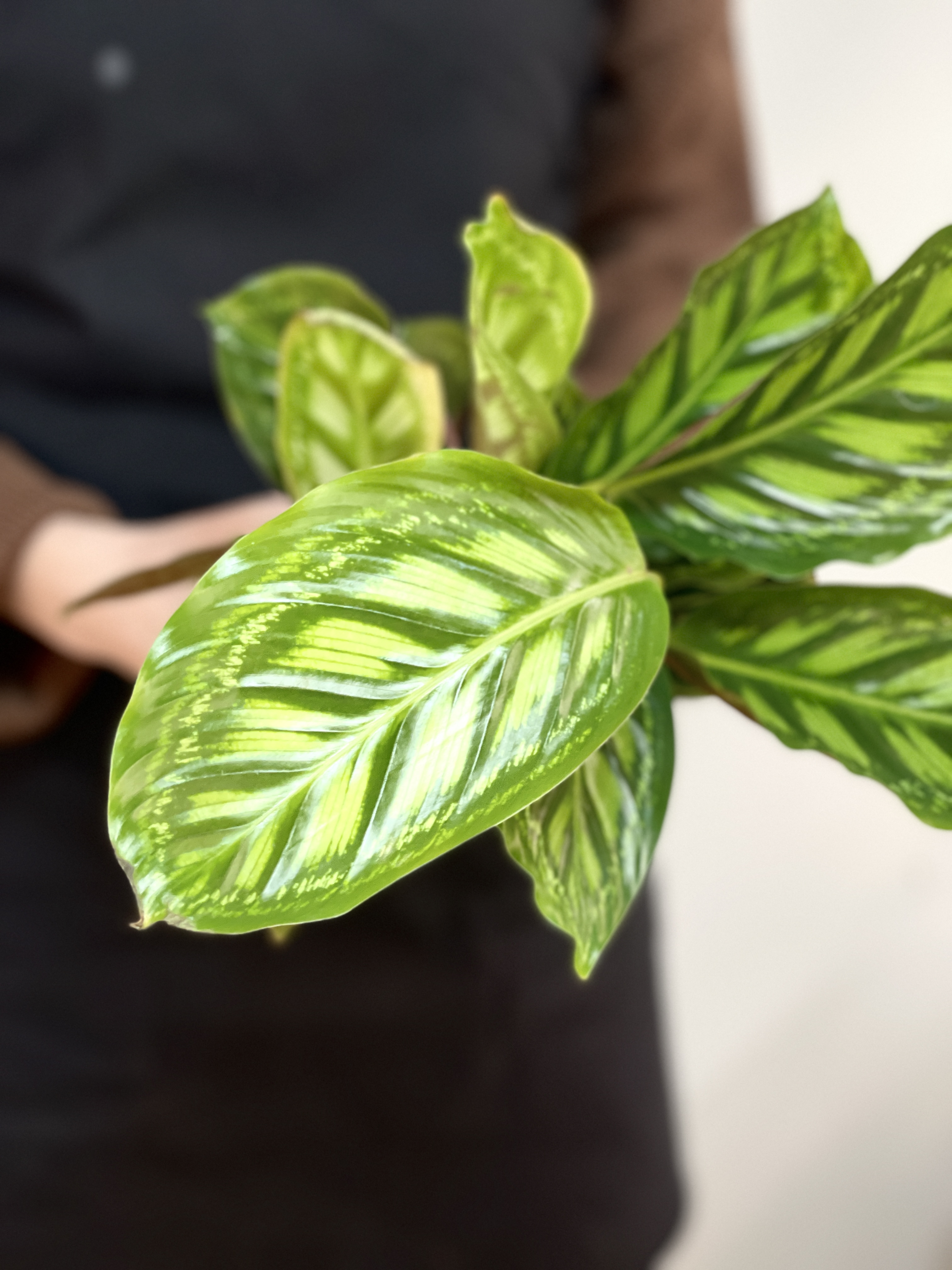 Калатея Флеймстар (Calathea Flamestar) D12см