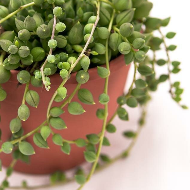 Крестовник Геррейна (Senecio Herreianus) D8,5см