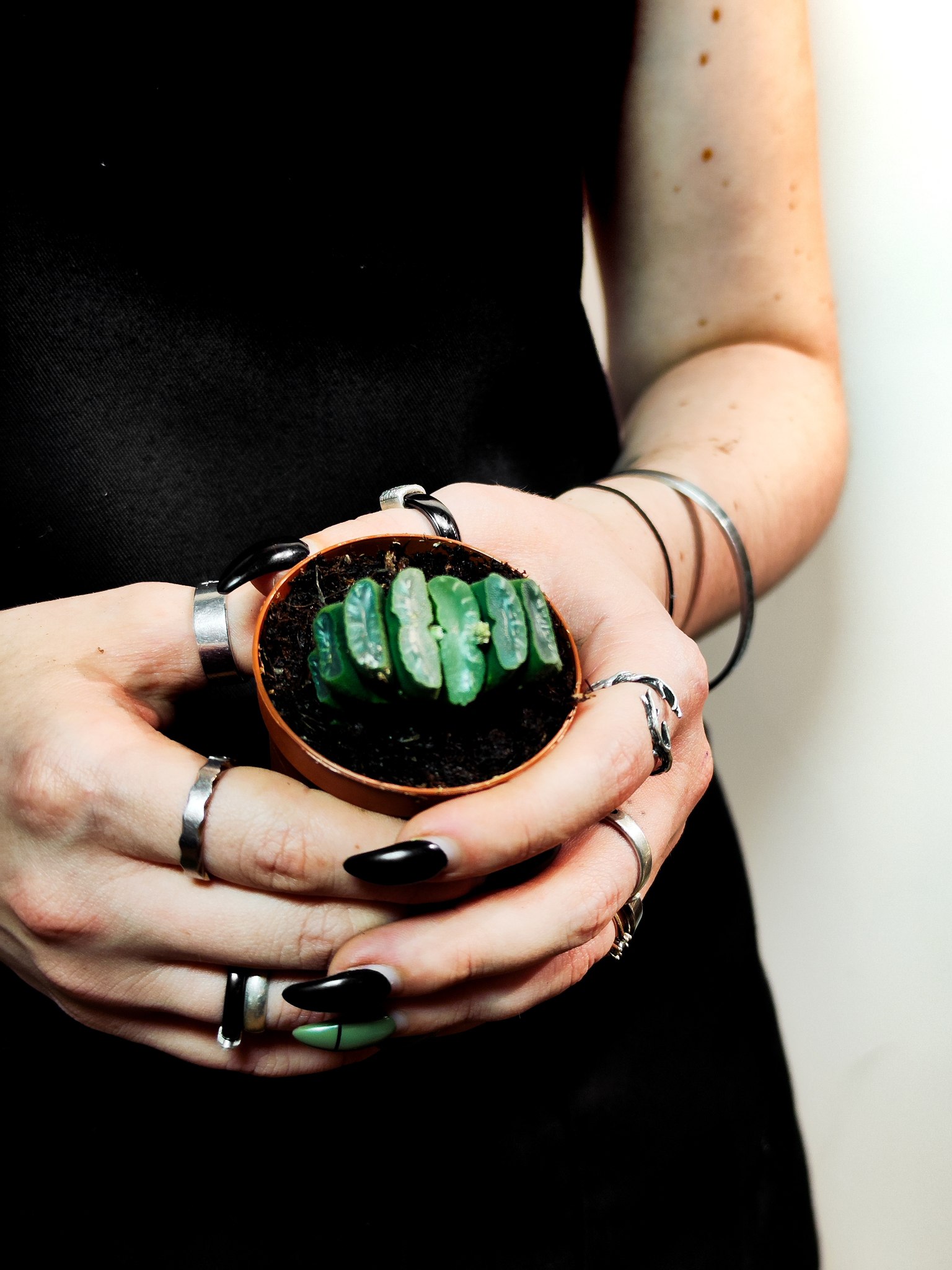 Хавортия Трунката (Haworthia Truncata) D5см