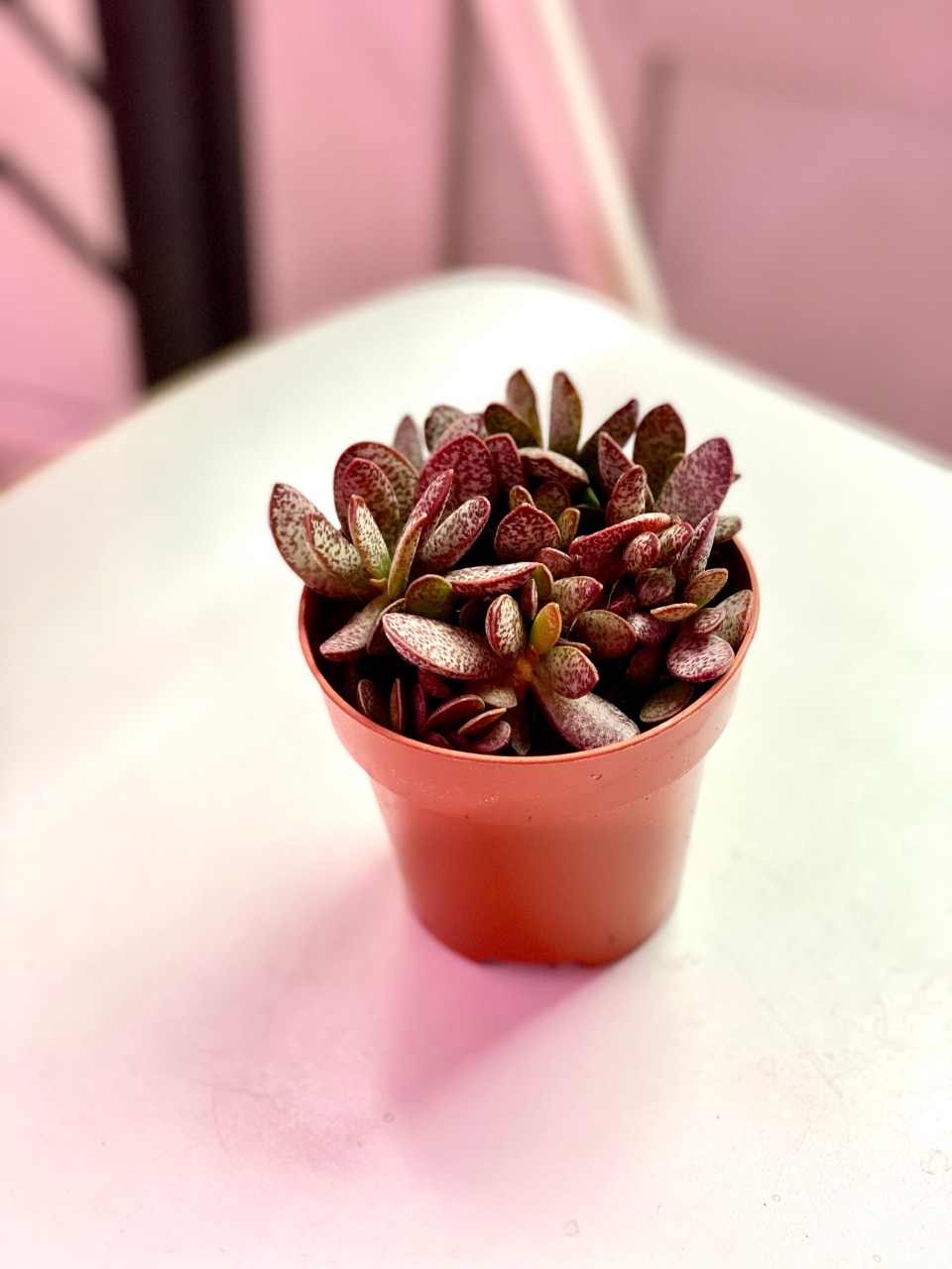 Адромискус Салико Хеартс (Adromischus Calico Hearts) D8,5см