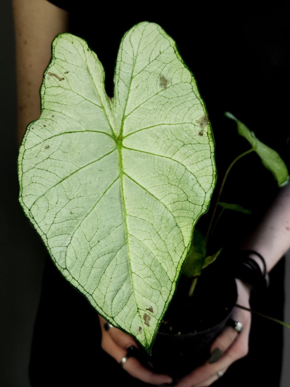 Каладиум Флорида Мунлайт (Caladium Florida Moonlight) D12см