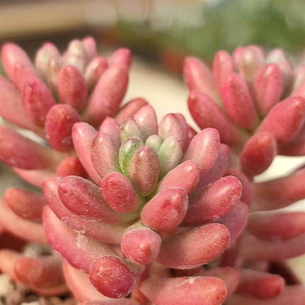 Седум Рубротинктум Аврора (Sedum Rubrotinctum Aurora) D5см