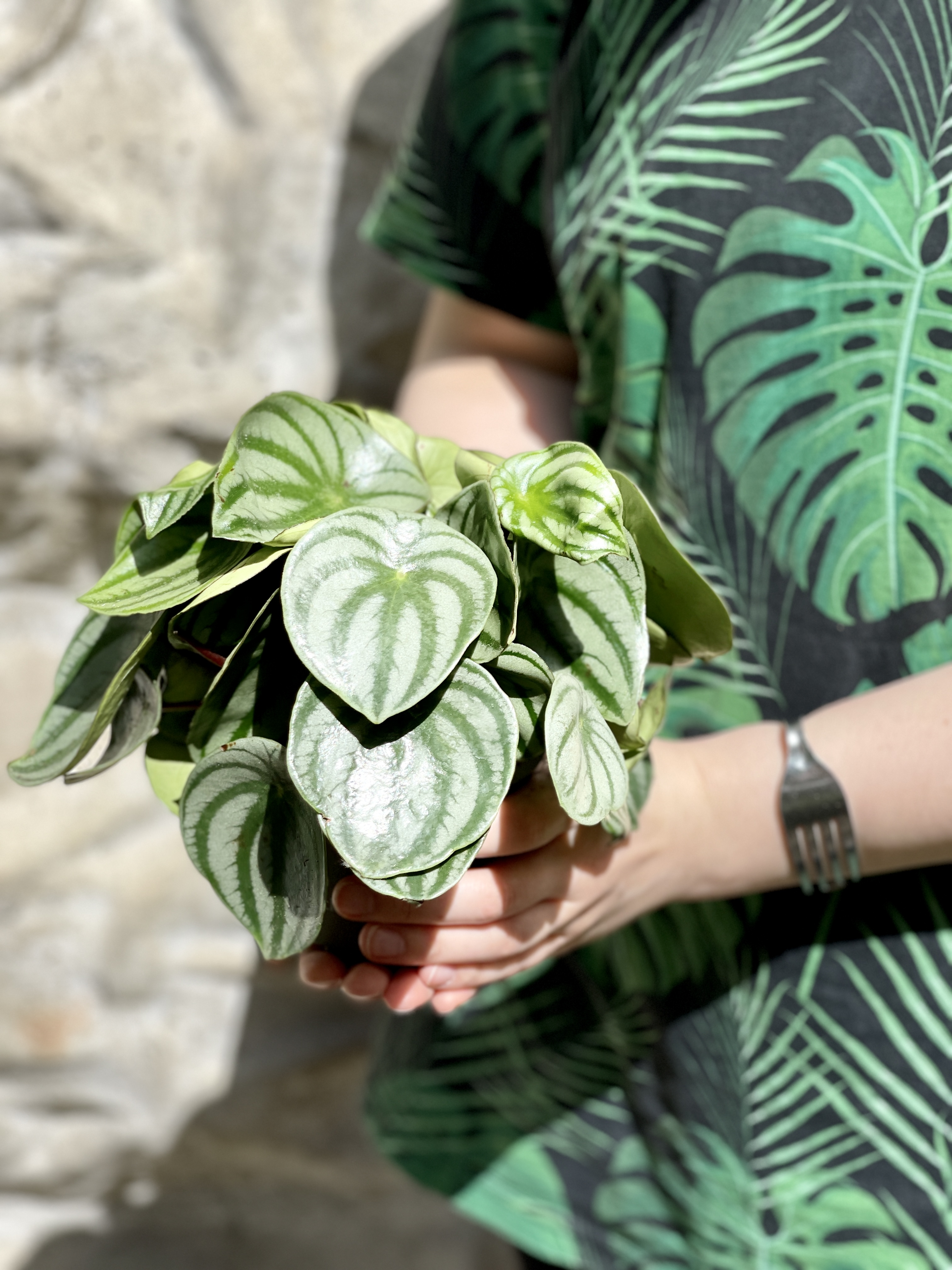 Пеперомия Арбузная (Peperomia Argyreia Watermelon) D11см