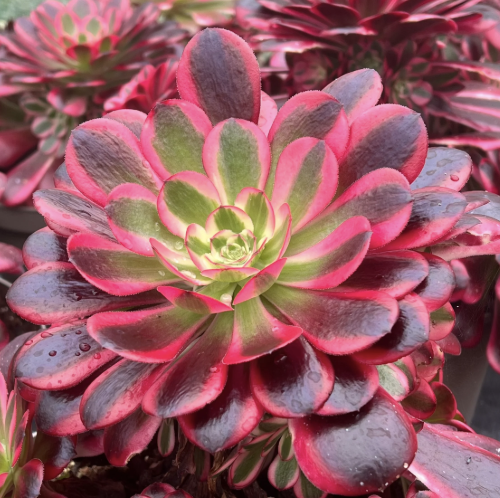 Эониум Медуза (Aeonium Medusa) D8,5см