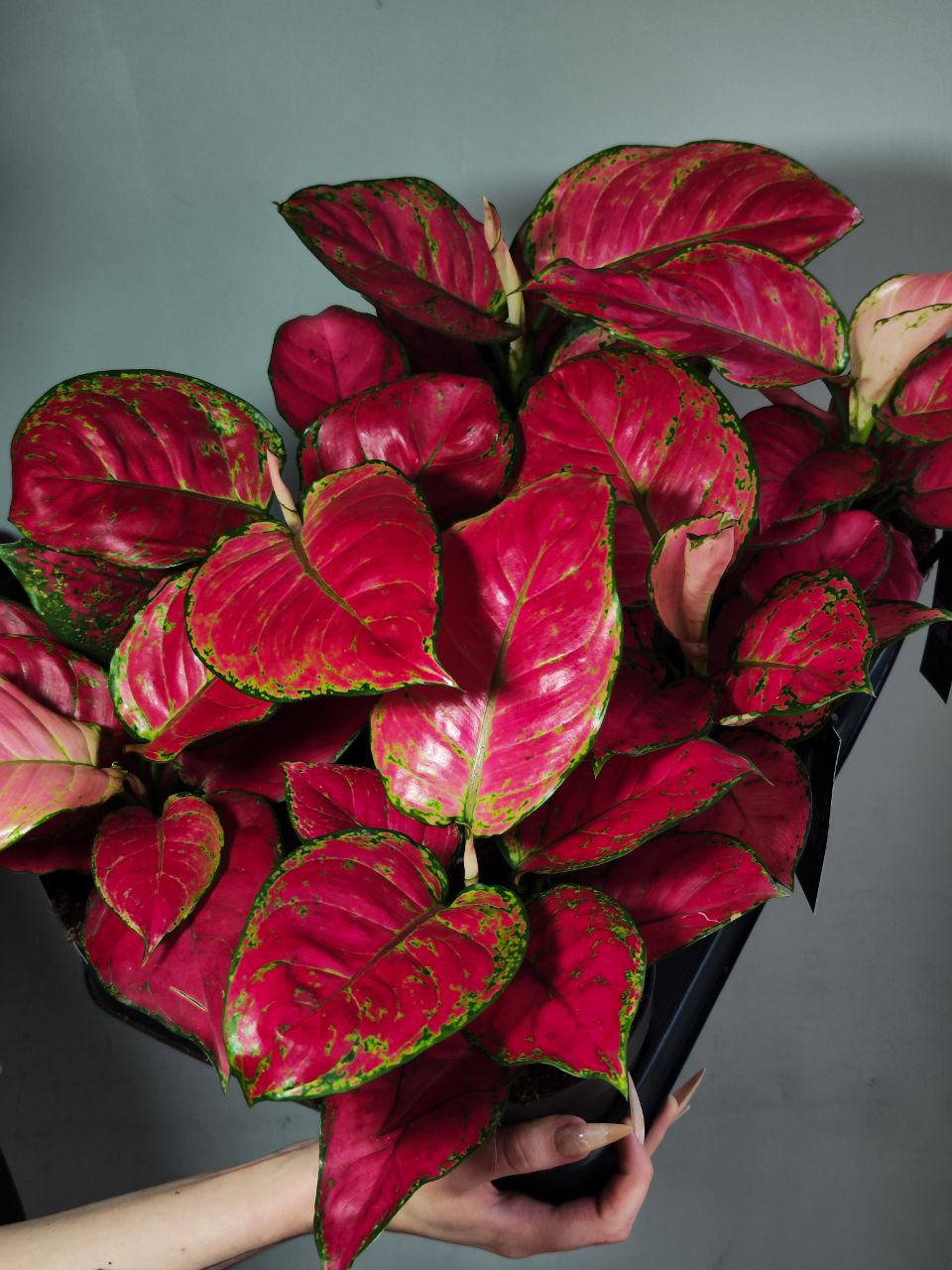 Аглаонема Ред Джой (Aglaonema Red Joy) D12см