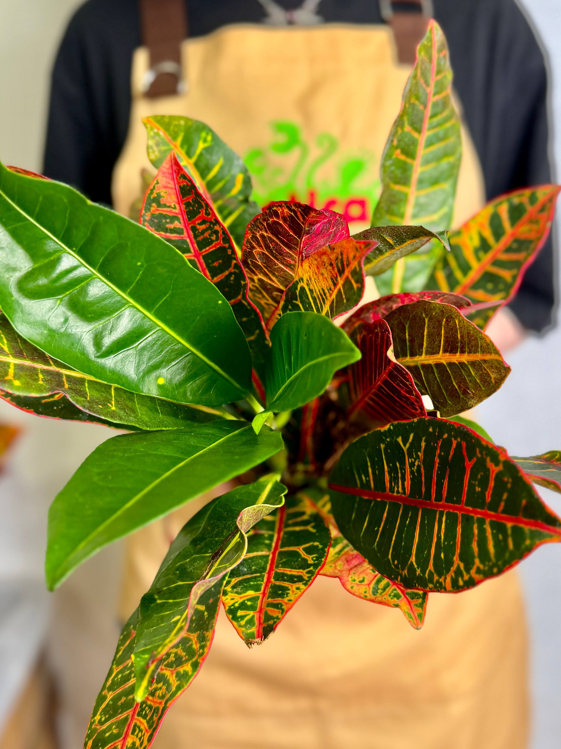 Кодиеум Петра (Codiaeum Petra) D12см