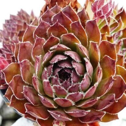 Молодило «Фараон» (Sempervivum Faraon) D5см
