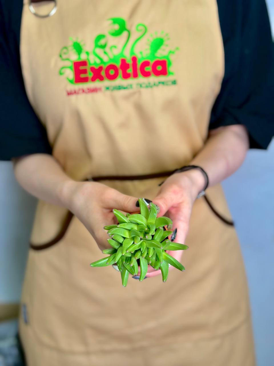 Делосперма Сфалмантоидес (Delosperma Sphalmanthoides) D5см