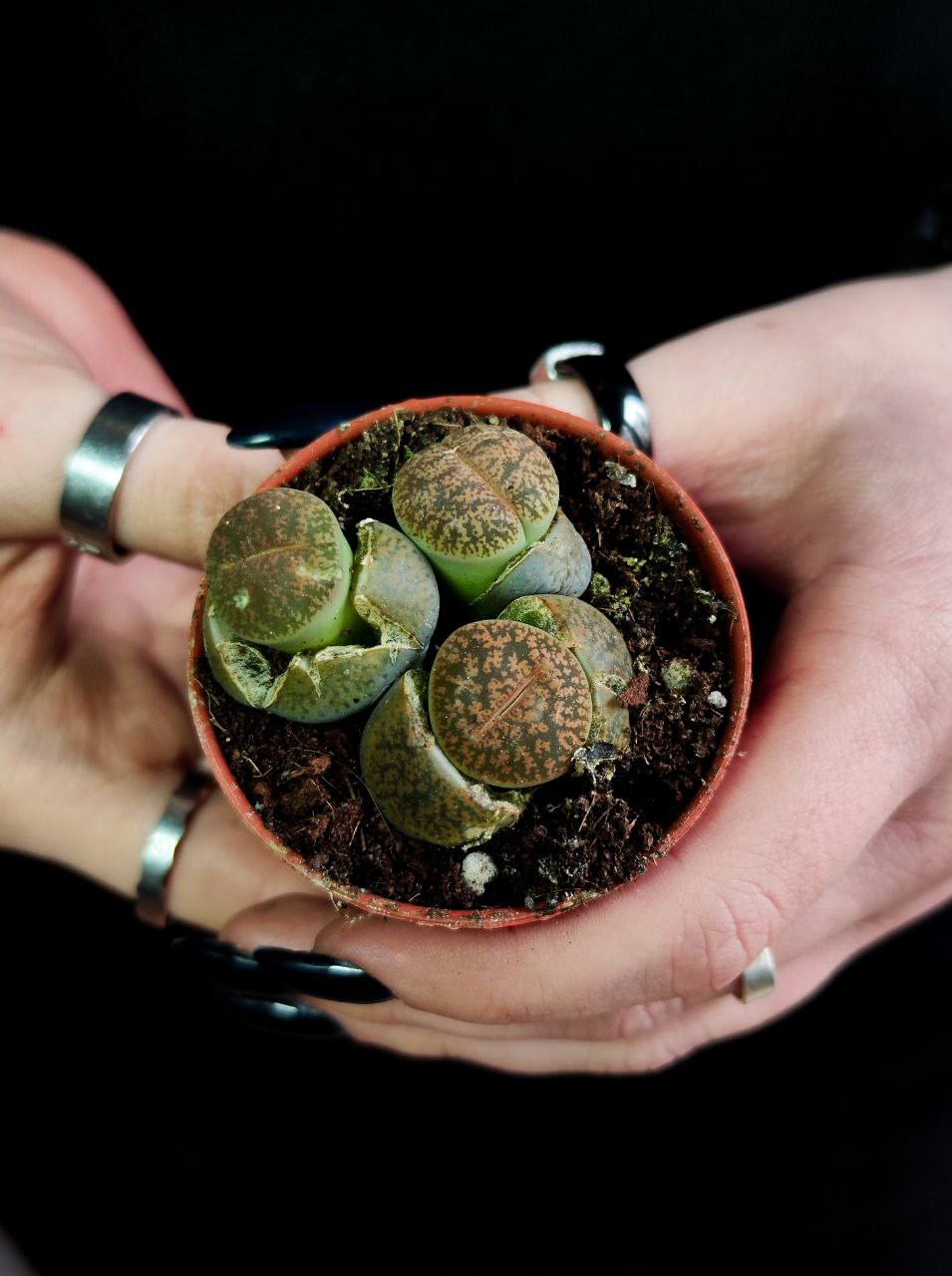 Буро - Коричневые Литопсы Аукамп (Lithops Aucampiae) D5см