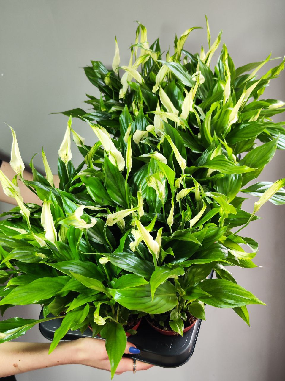 Спатифиллум Шопен (Spathiphyllum Chopin) D9см