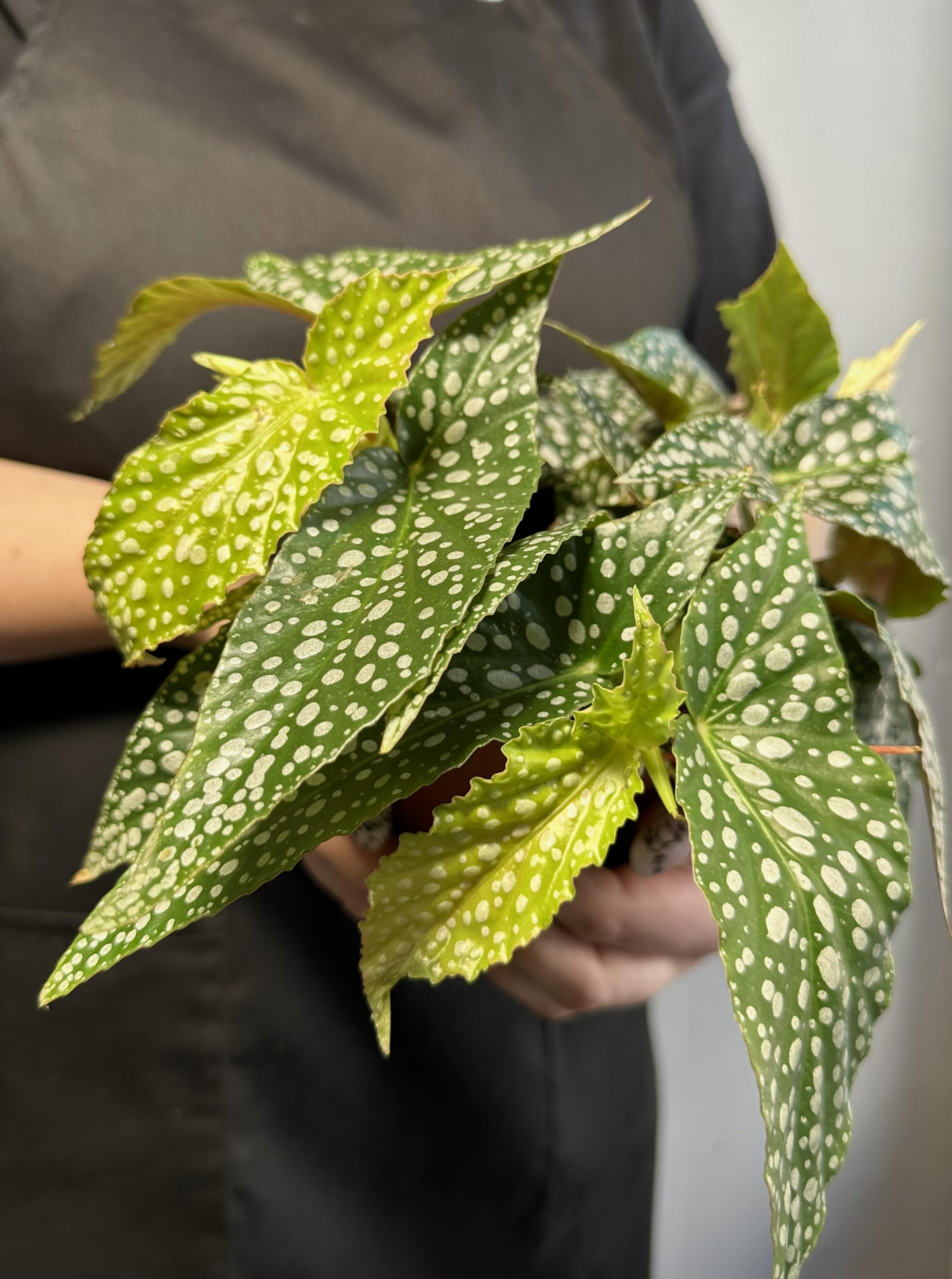 Бегония Дабл Дот (Begonia Double Dot) D12см