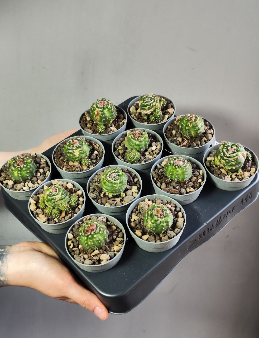 Нотокактус Юбельмана Монструозо (Notocactus Uebelmannianus Mostruoso) D6,5см