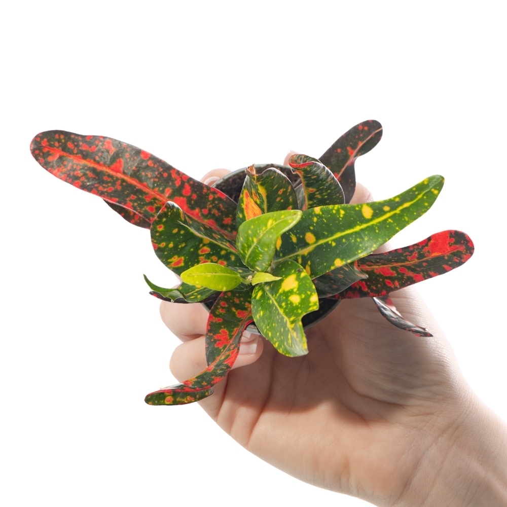 Кодиеум Ред Батик (Codiaeum Red Batik) D6см