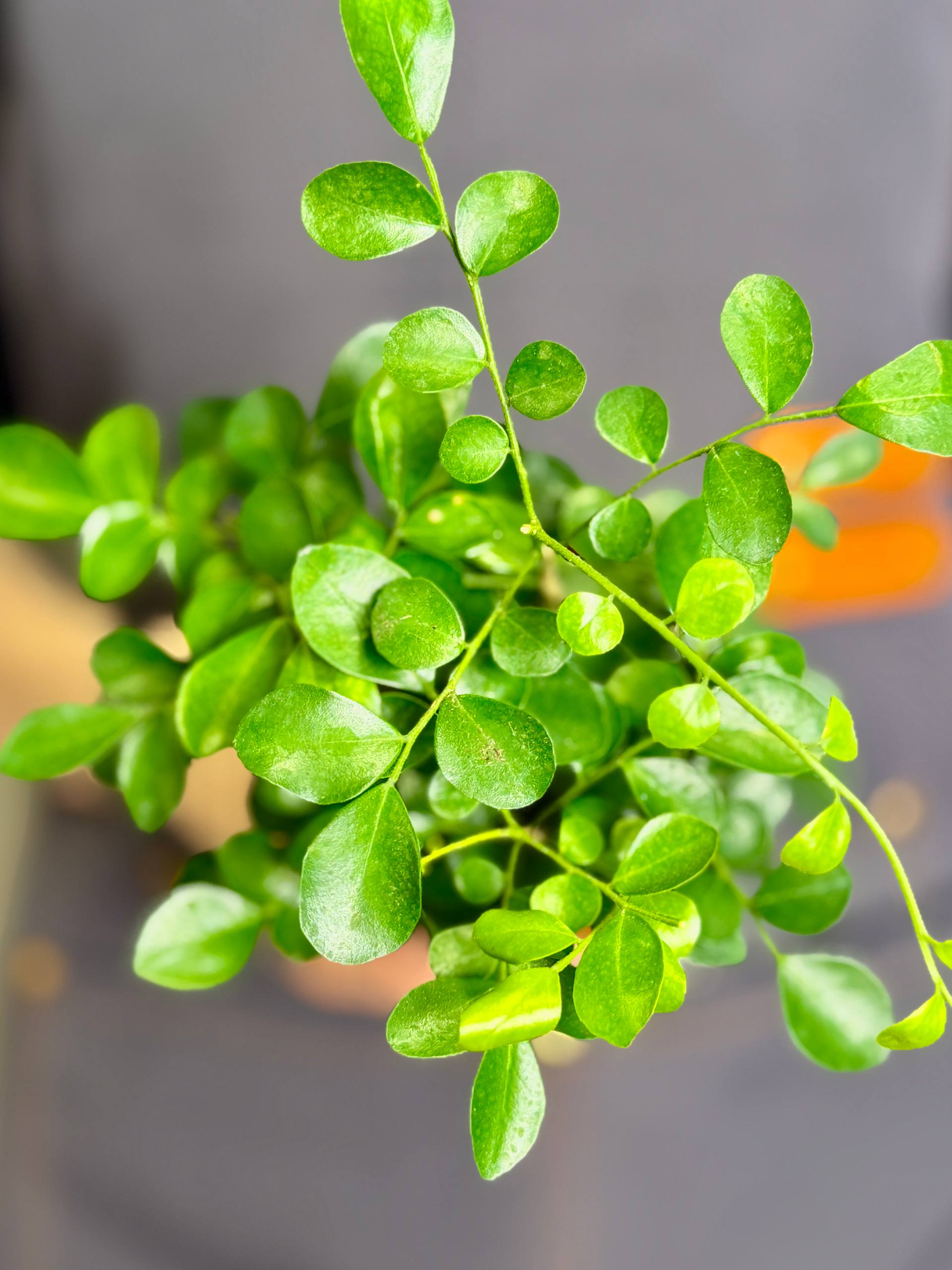 Мурайя (Муррайя) Метельчатая (Murraya Paniculata) D9см