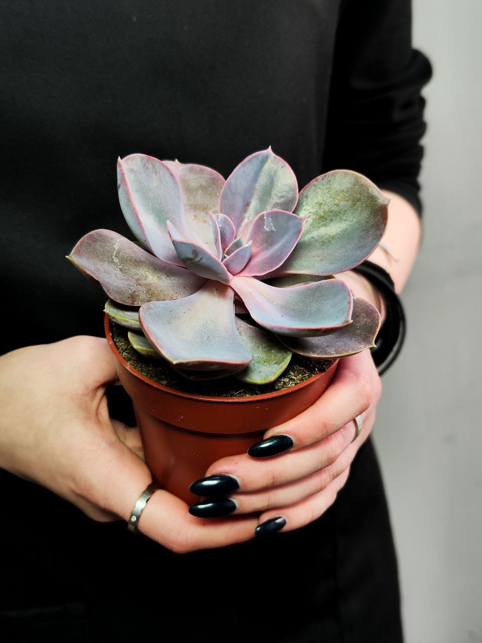 Эхеверия Ред Скай (Echeveria Red Sky) D8см