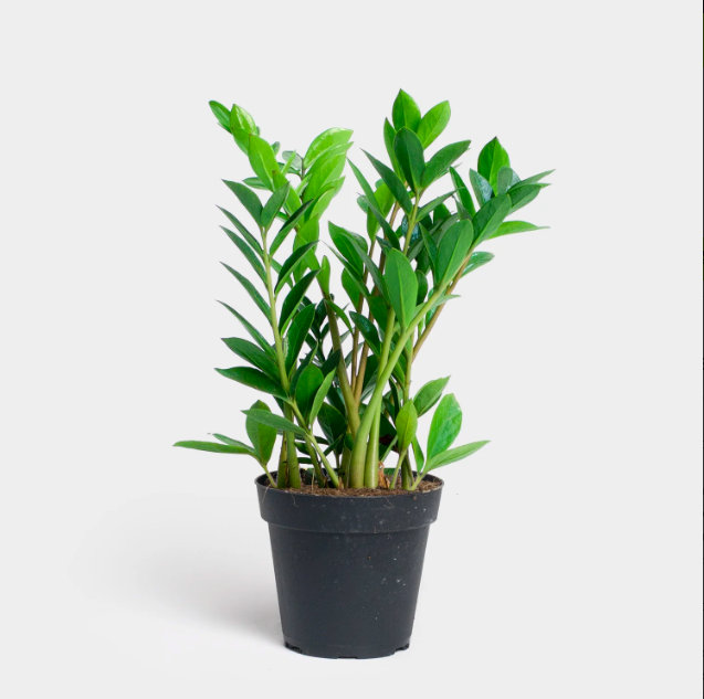 Замиокулькас Замиофолия (Zamioculcas Zamiifolia) D10см