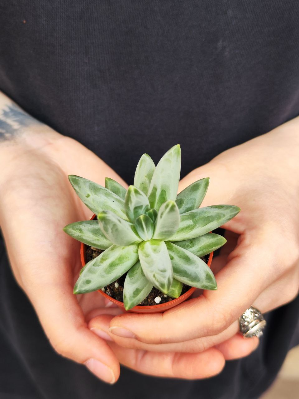 Пахифитум Компактный (Pachyphytum Compactum) D5см