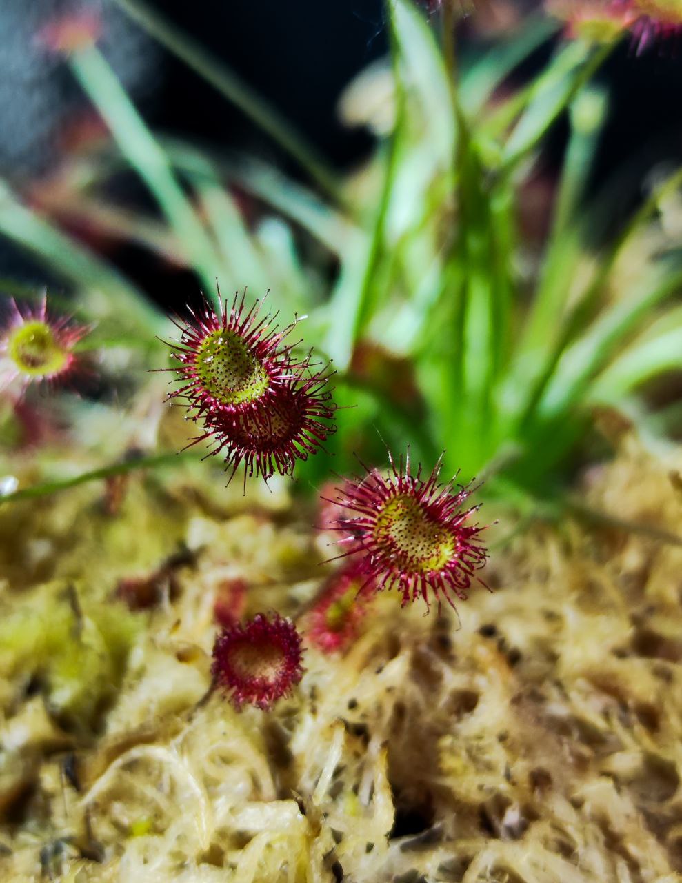 Росянка Парадокса (Drosera Paradoxa) пересаженная D12см
