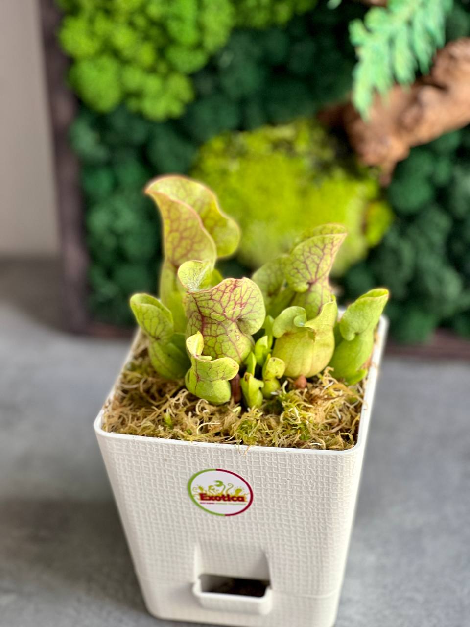 Саррацения Веноза Зеленая (Sarracenia Venosa Green) пересаженная D12см