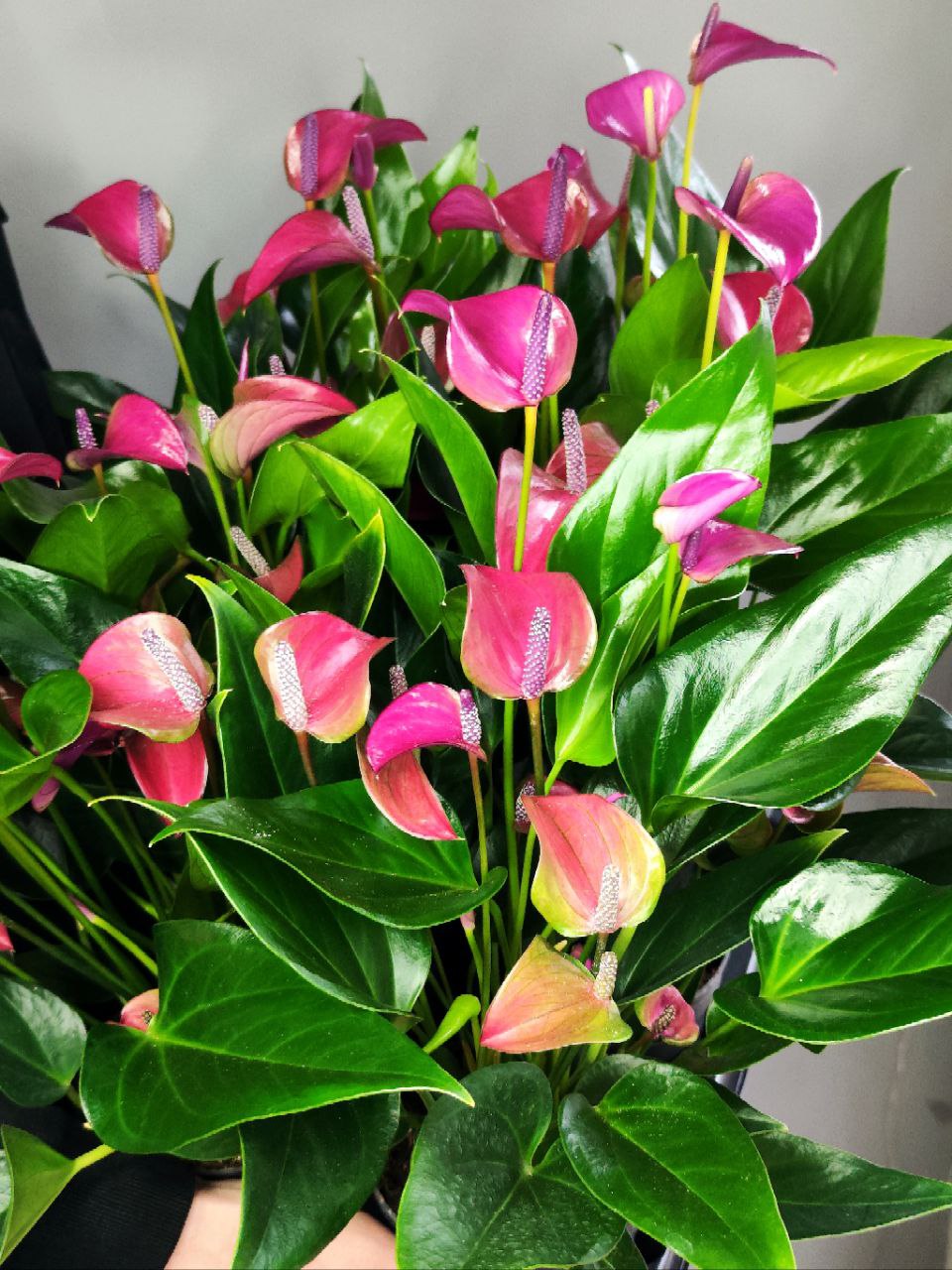 Антуриум Карма Пурпл (Anthurium Karma Purple) D12см