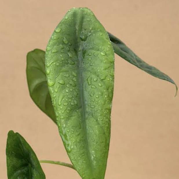 Алоказия Венуста (Alocasia Venusta) D8см