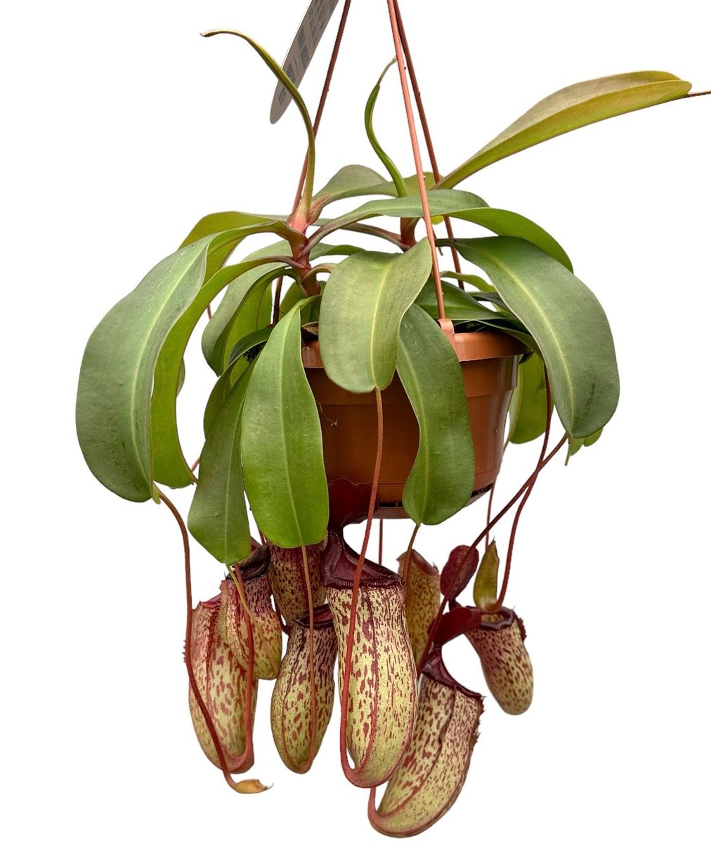 Непентес Сэм (Nepenthes Sam) D14см