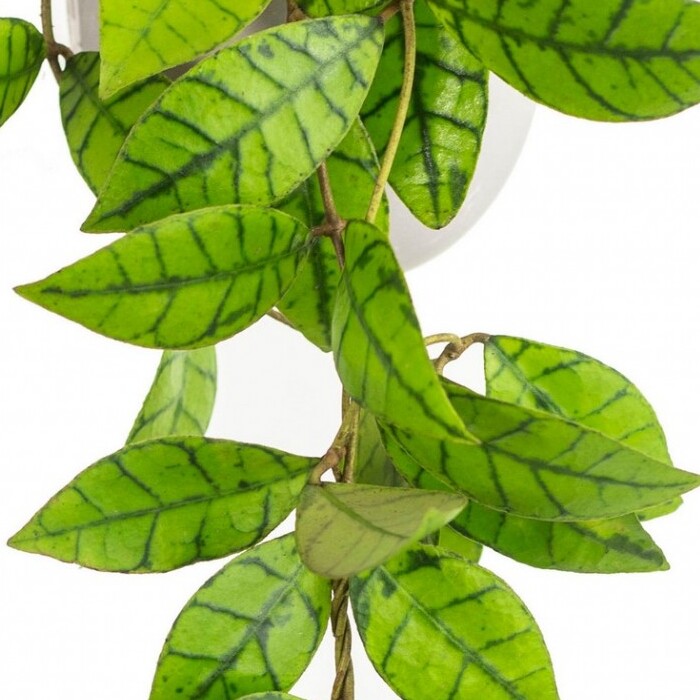 Хойя Каллистофила Вена (Hoya Callistophylla Vena) D12см