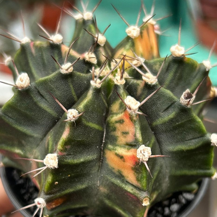 Кактус Гимнокалициум Михановича Недовариегата (Gymnocalycium Mihanovichii Variegata) D7см