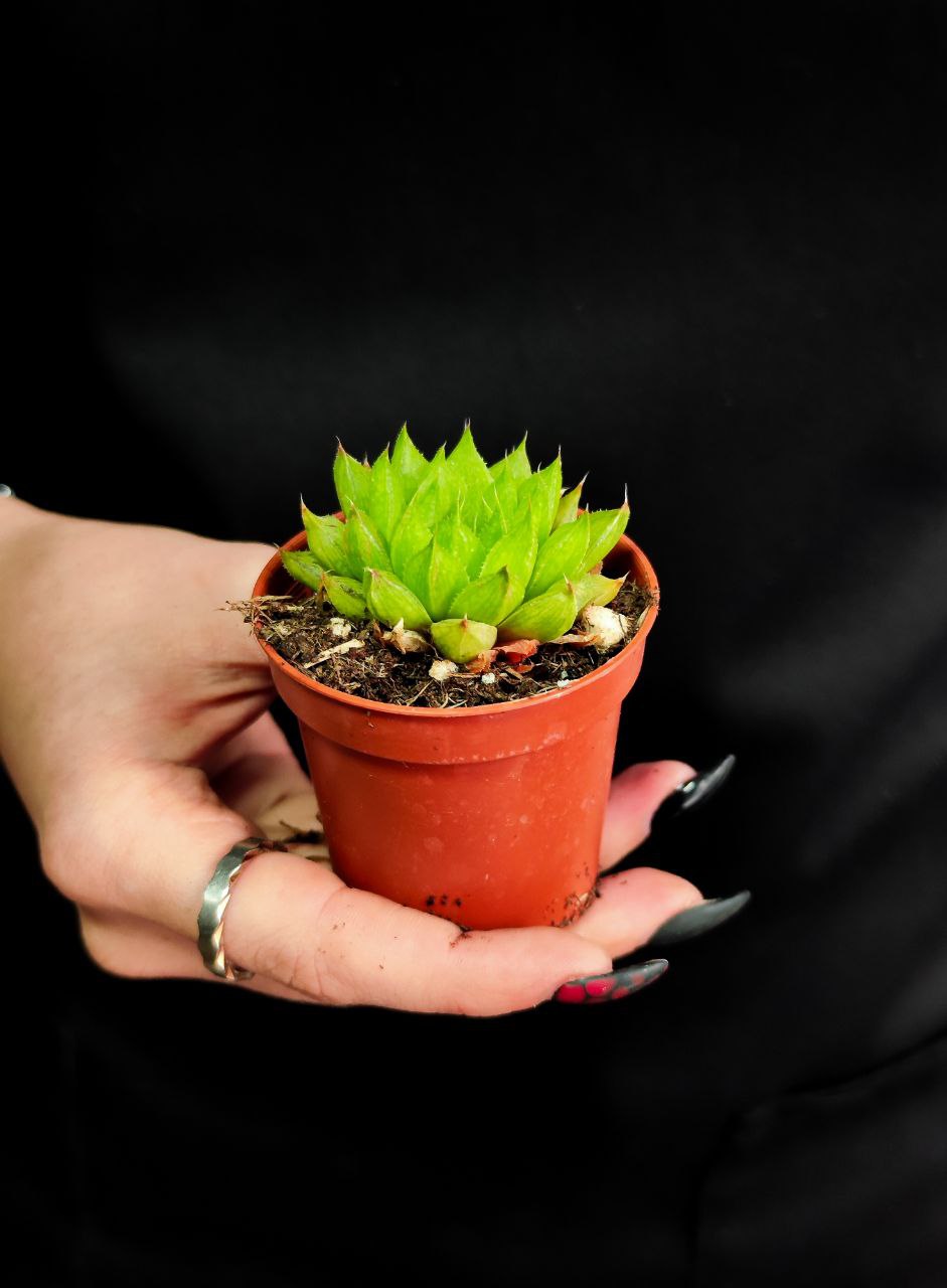 Хавортия Батесиана (Haworthia Batesiana) D5см
