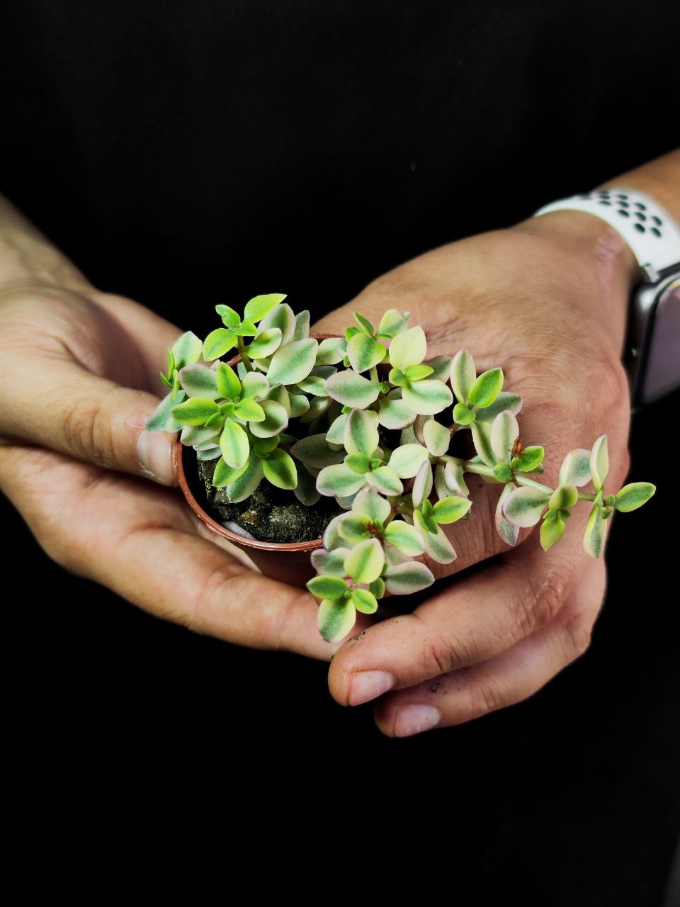 Крассула Капителла Розеа (Crassula Capitella Rosea) D5см