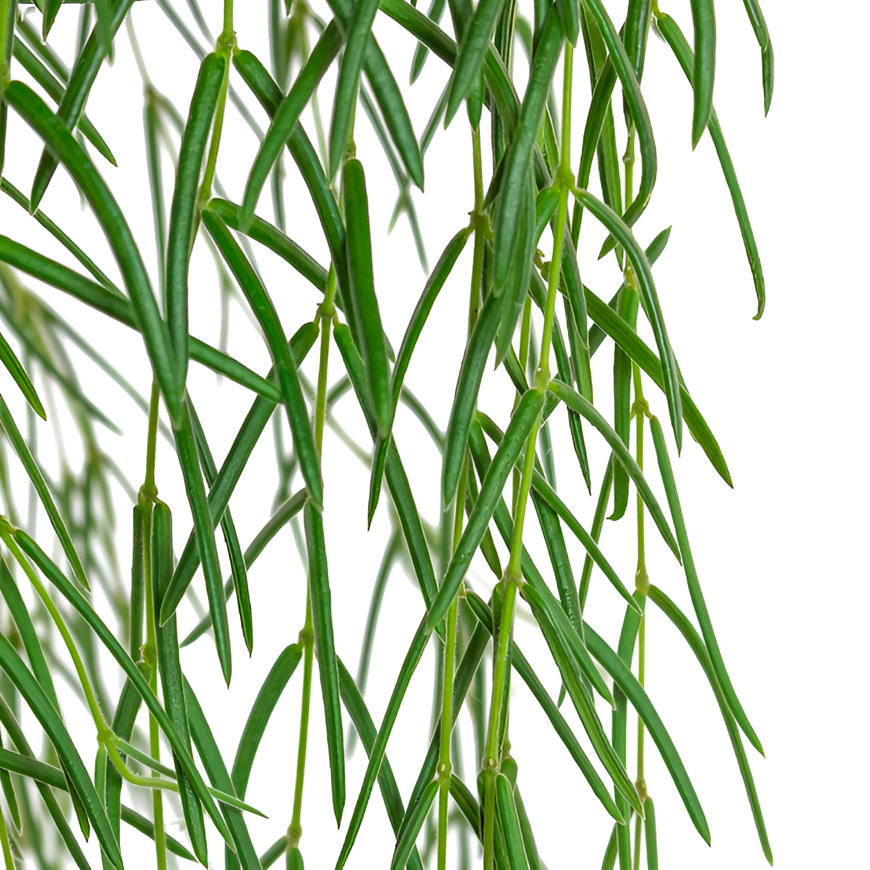 Хойя Линеарис (Hoya Linearis) D14см