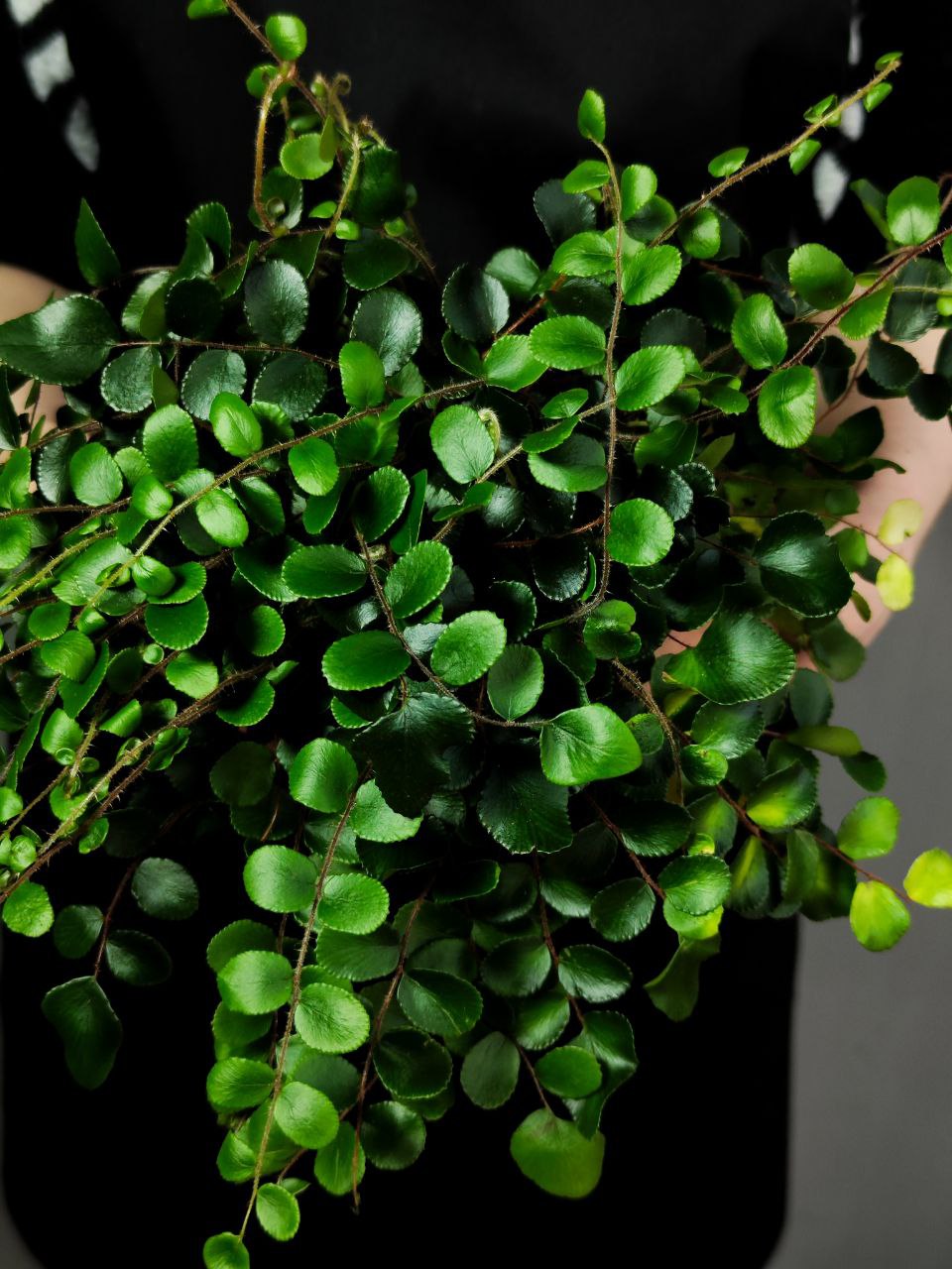 Пеллея Ротундифолия (Pellaea Rotundifolia) D9см