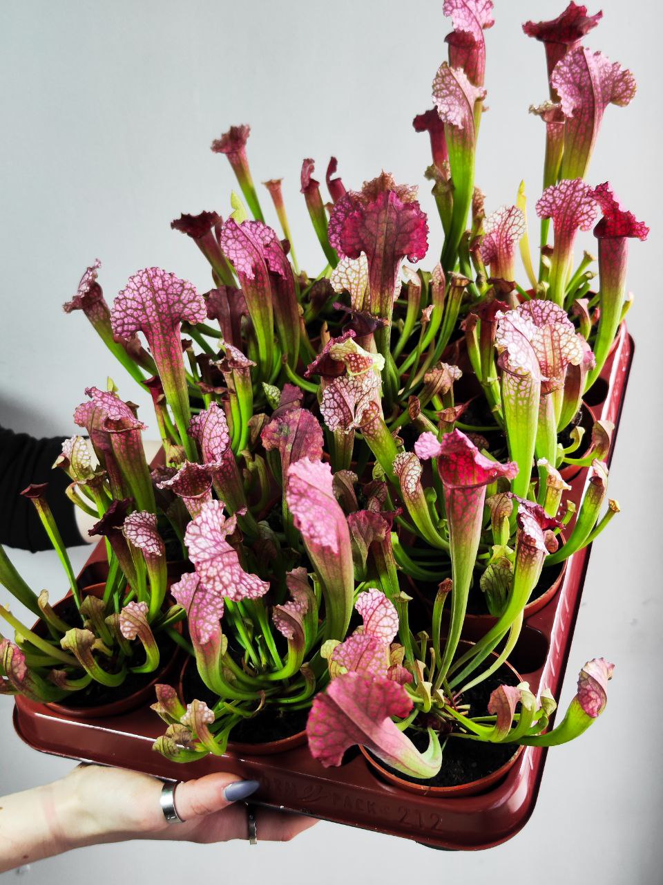 Саррацения Сопера (Sarracenia Juthatip Soper) D9см