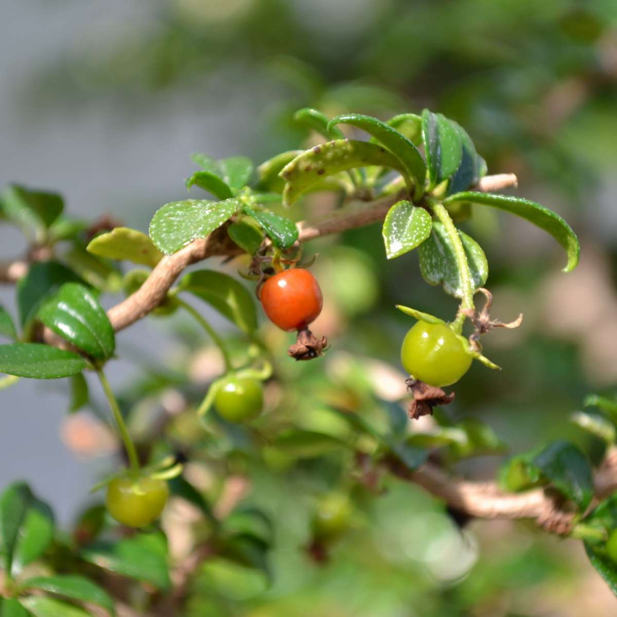 Бонсай Кармона Мелколистная (Carmona Microphylla) D20см