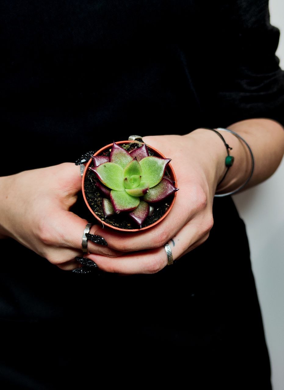 Эхеверия Агавовидная Ромео (Echeveria Agavoides Romeo) D5см
