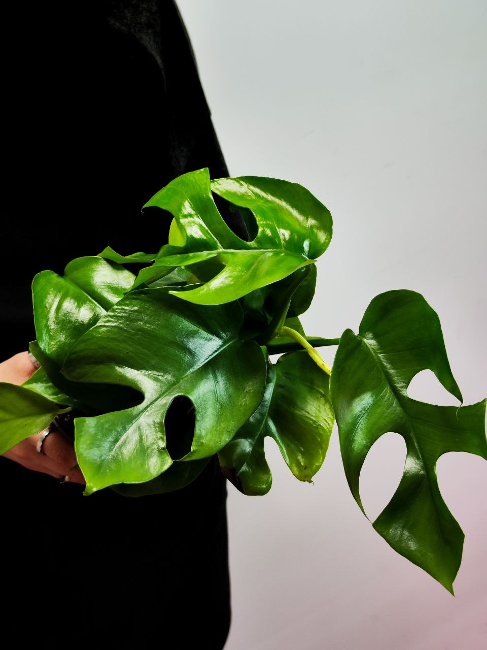 Монстера Минима (Monstera Minima) D12см
